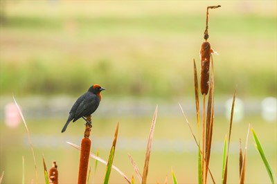 Postagem feita no Instagram da Prefeitura