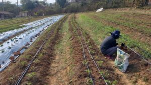 Prefeitura de Guararema fomenta a fruticultura com o Programa Morango Orgânico